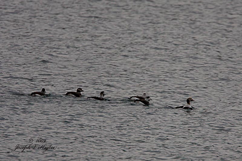 Long-tailed Ducks