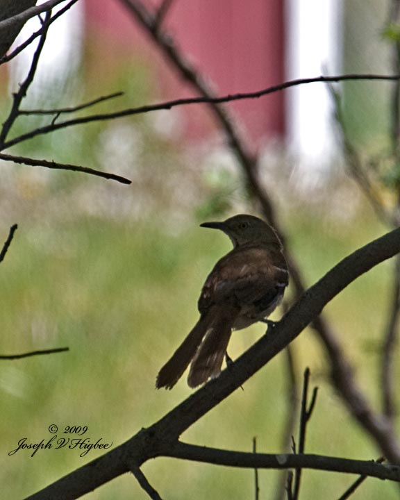 Brown Thrasher