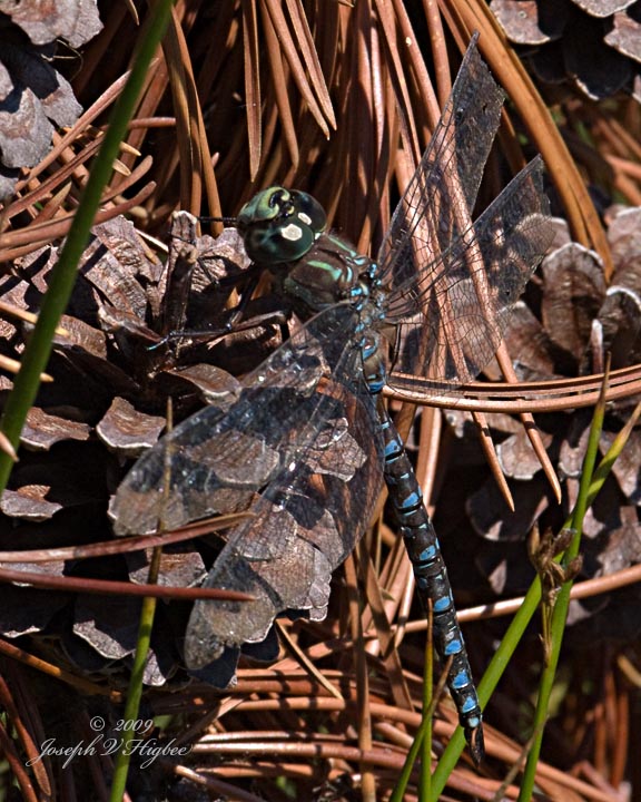 Aeshna canadensis, likely