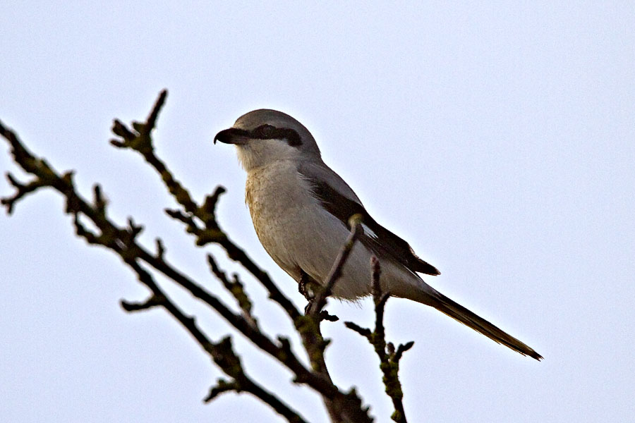 Northern Shrike