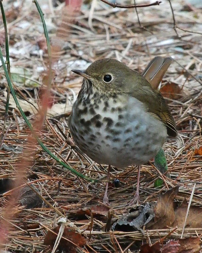 Hermit Thrush