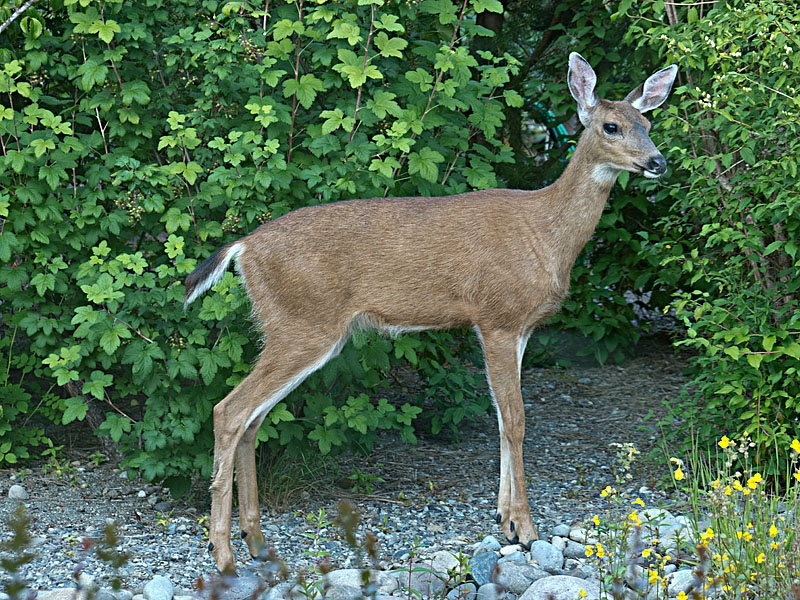 Black-tailed Deer