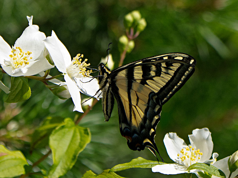 Western Tiger Swallowtail