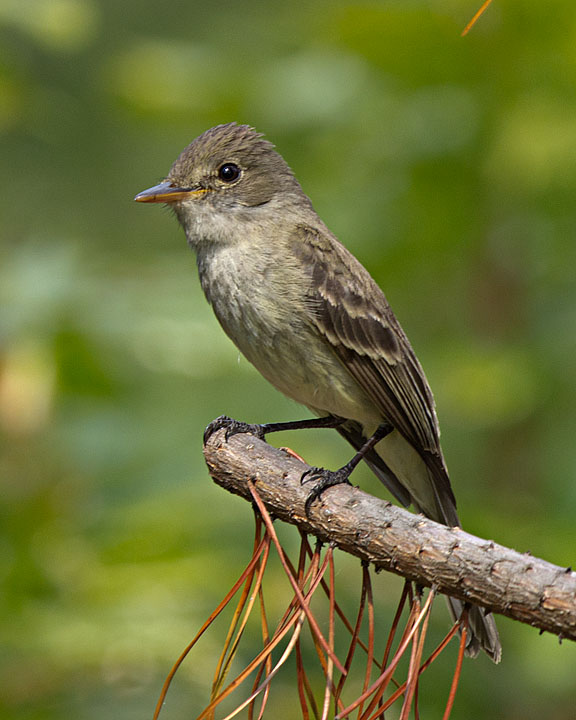 Willow Flycatcher