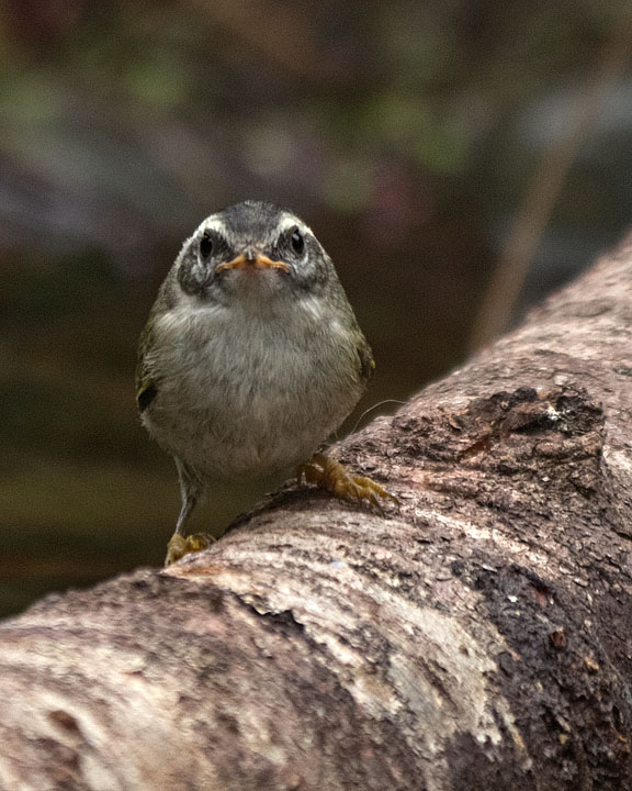 Golden-crowned Kinglet juvenile