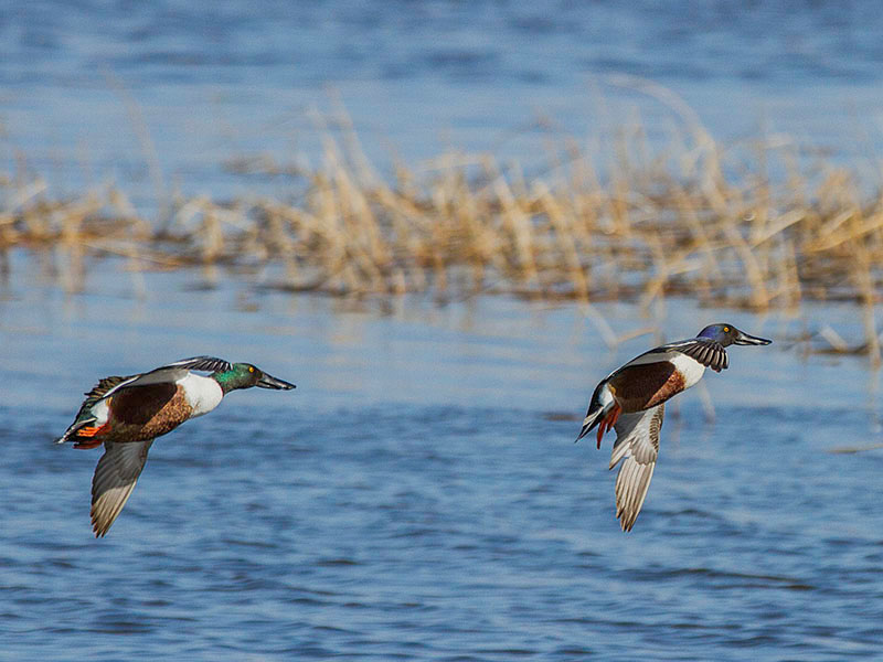 Northern Shovelers