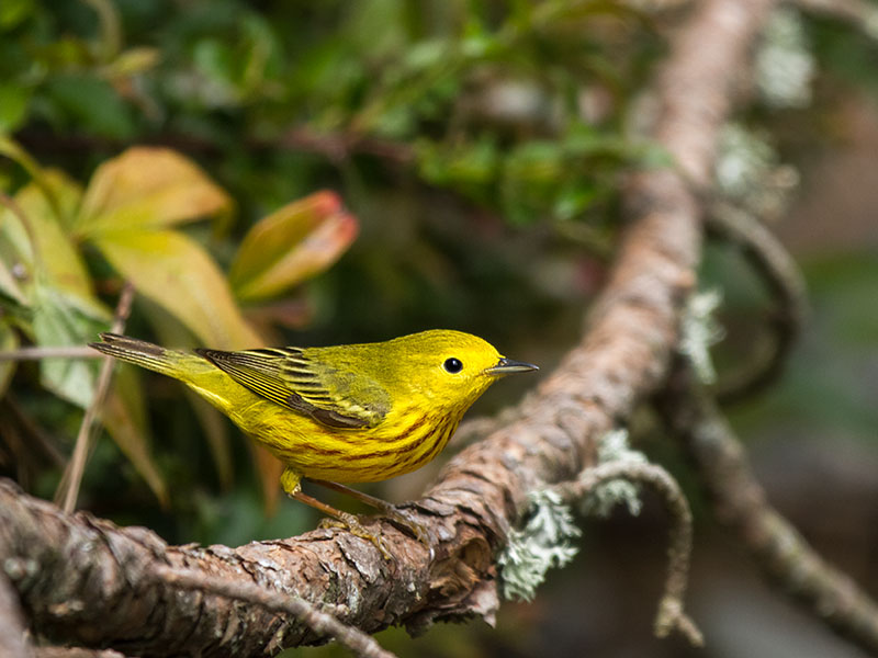 Yellow Warbler