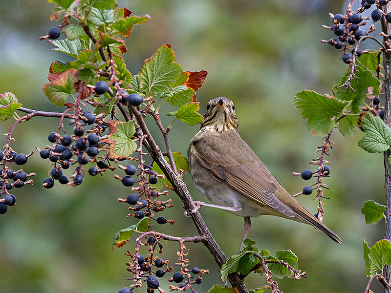 Swainsons Thrush