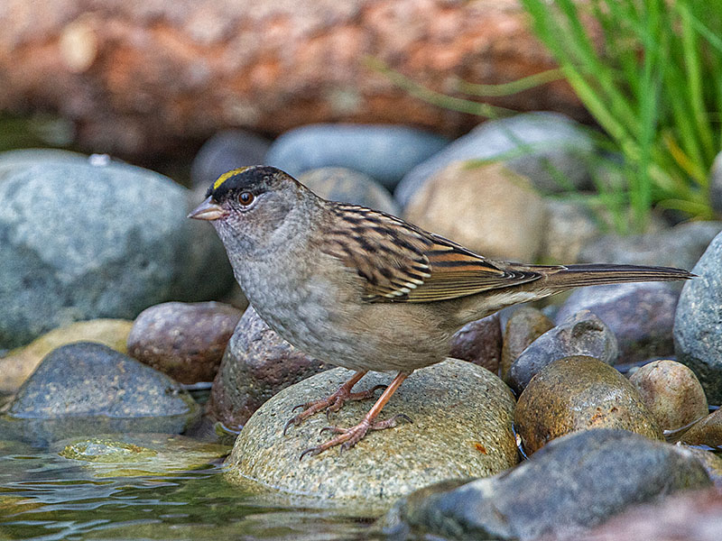 Golden-crowned Sparrow