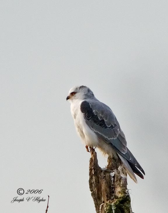 White-tailed Kite