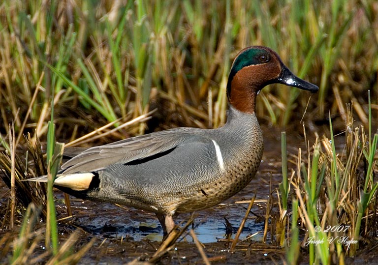 Green-winged Teal