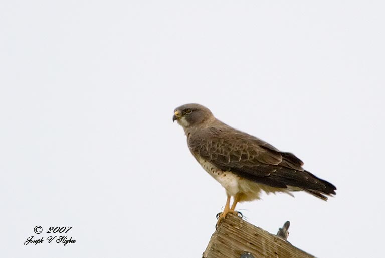 Swainsons Hawk light morph