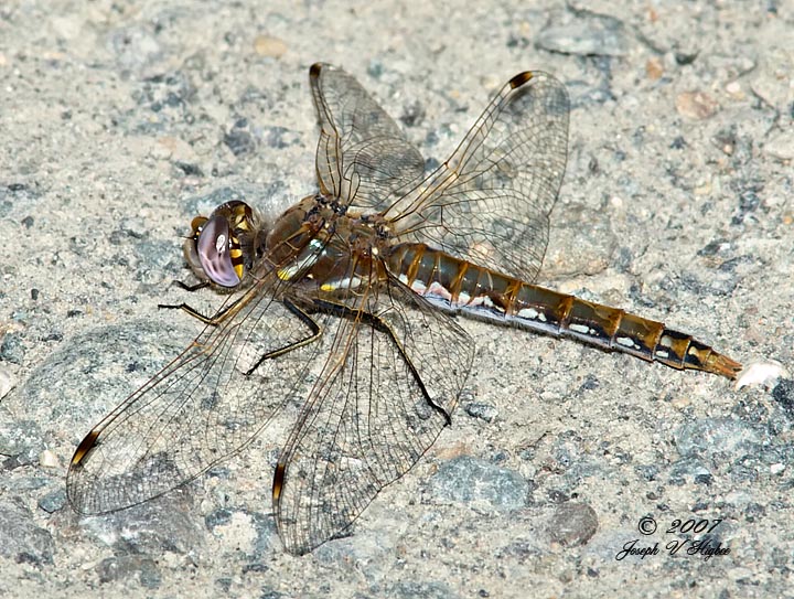 Sympetrum corruptum