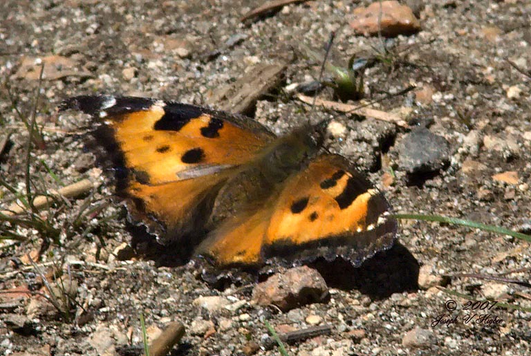 California Tortoiseshell