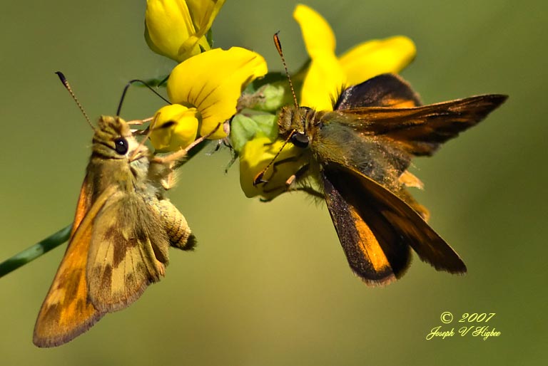 Woodland Skipper