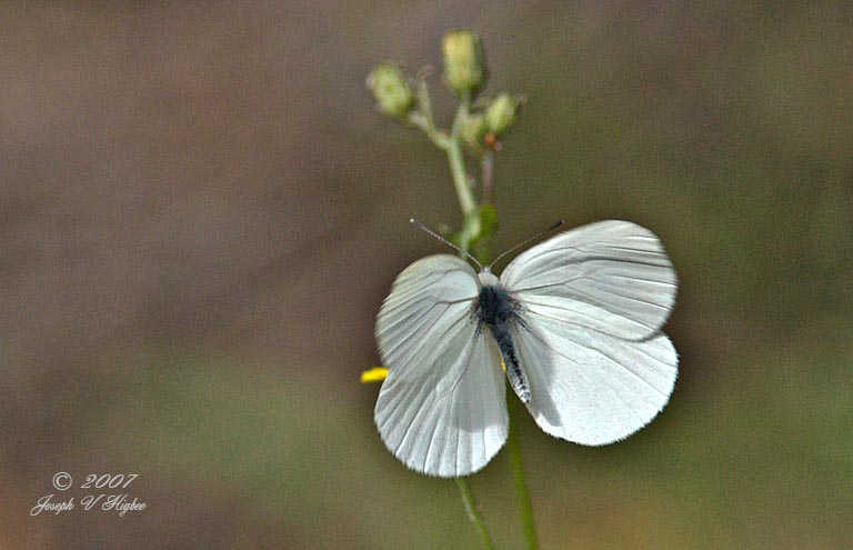 Mustard White