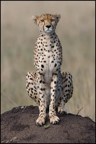 Cheetah