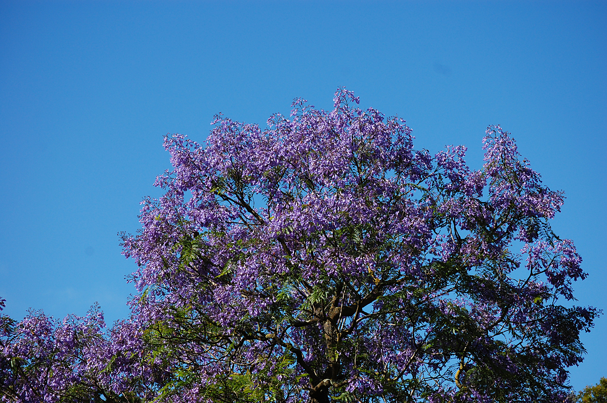 A Jacaranda tree stands tall, and sways as if to say...