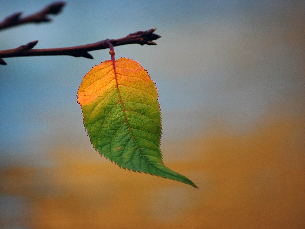 Autumns Last Stand