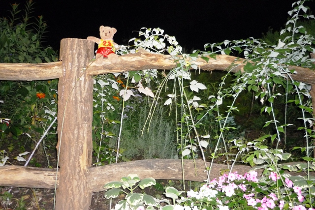 The flowers of Cental Park