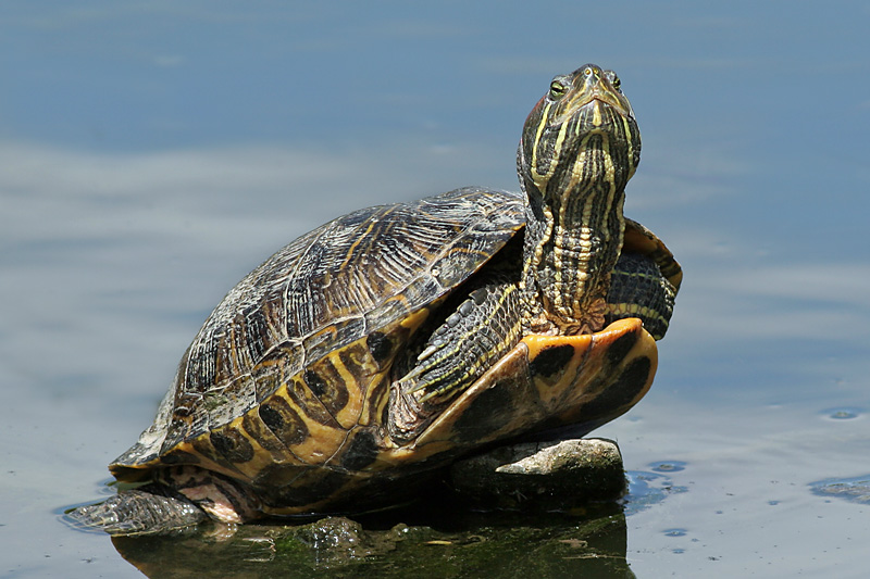 red-eared slider 2