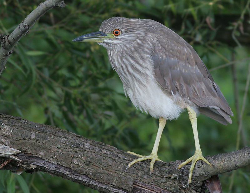 juvenile black-crowned night heron 291