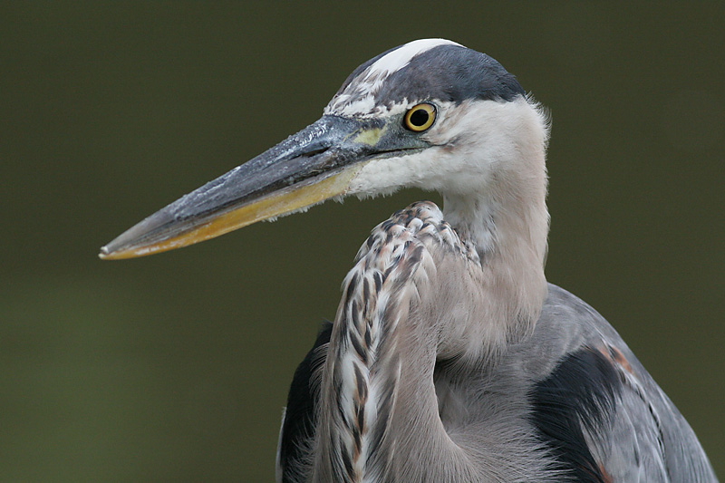 great blue heron 321