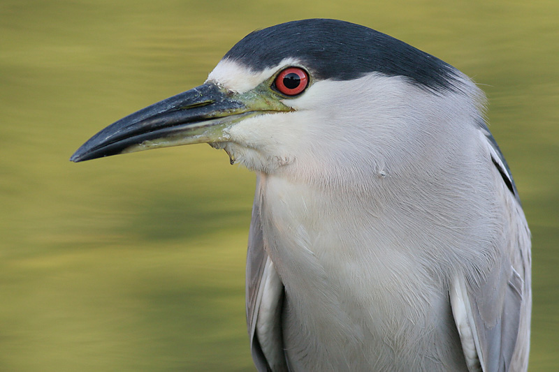 black-crowned night heron 181