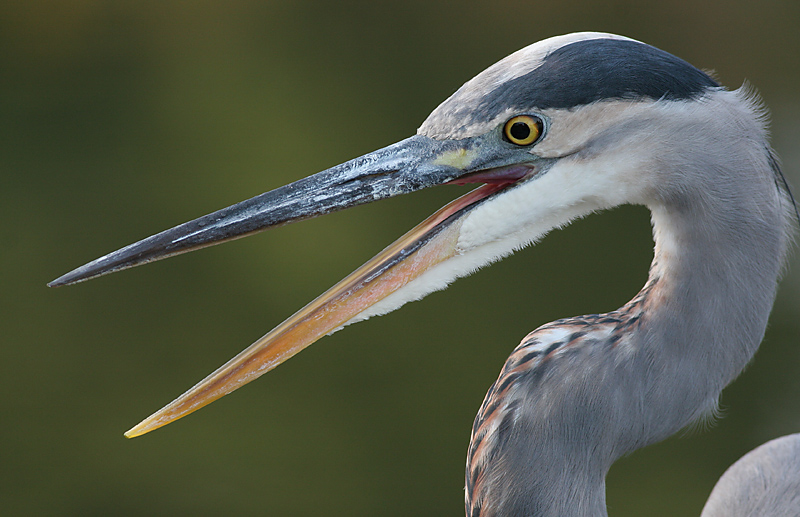 great blue heron 389