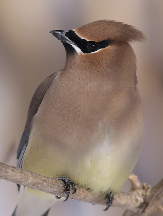 cedar waxwing 60