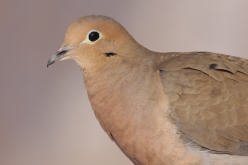 mourning dove 49