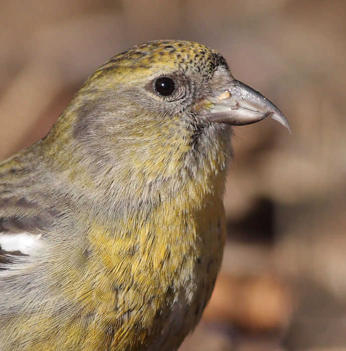 White-winged Crossbill - female