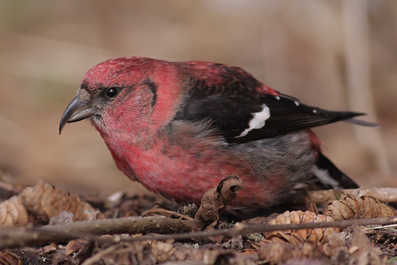 crossbill 12