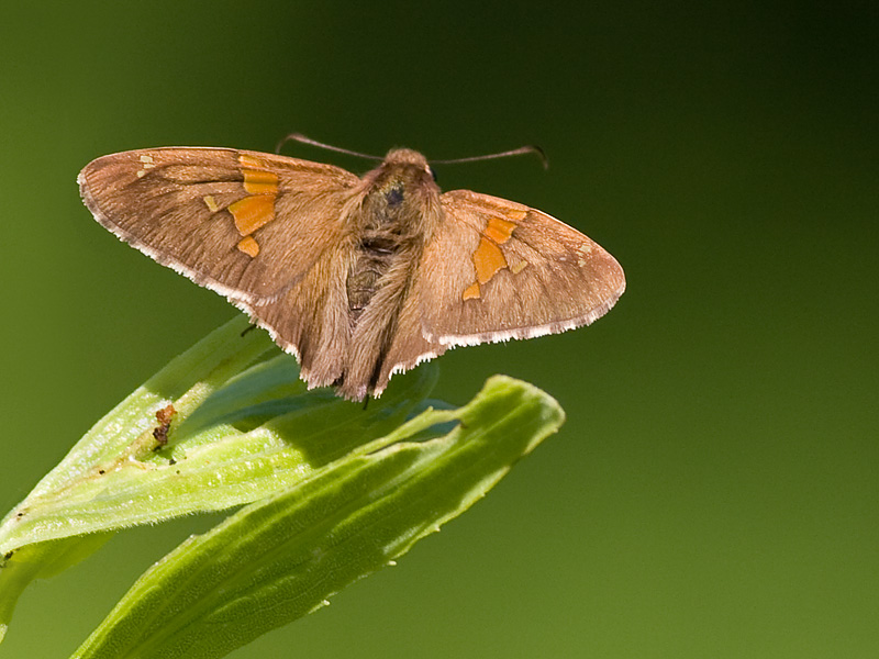 silverspottedskipper.jpg