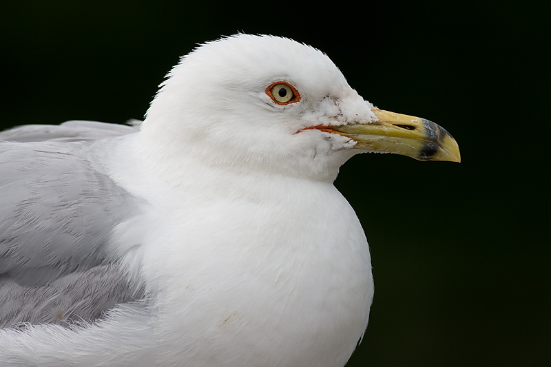 gull 78