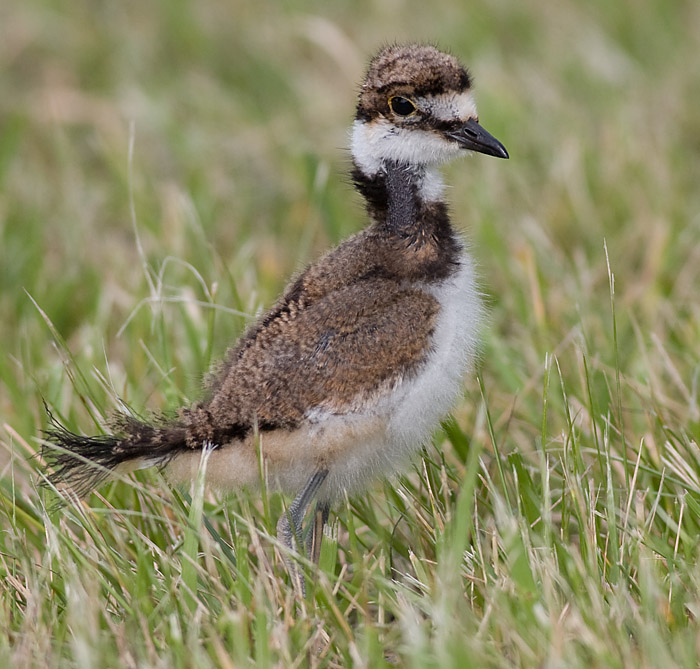 killdeer chick 49