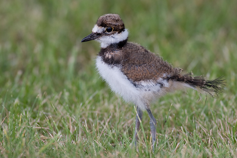 killdeer chick 56