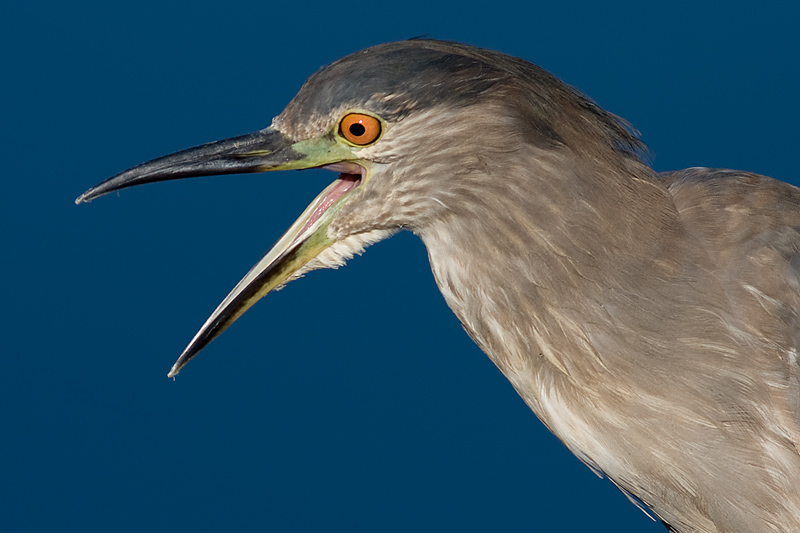 immature black-crowned night heron 349