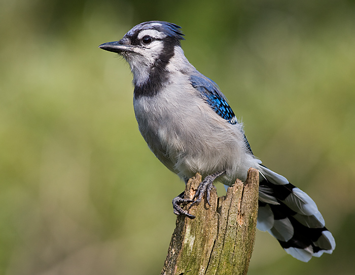 bluejay 178