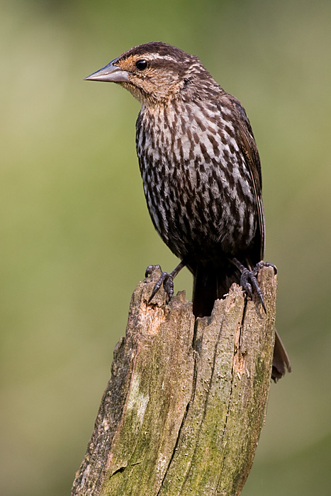 red winged blackbird 235