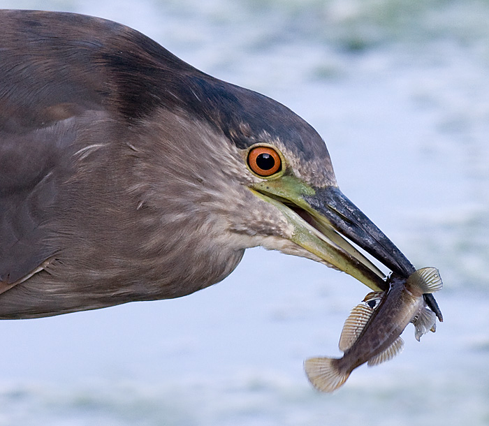 immature black-crowned night heron 359