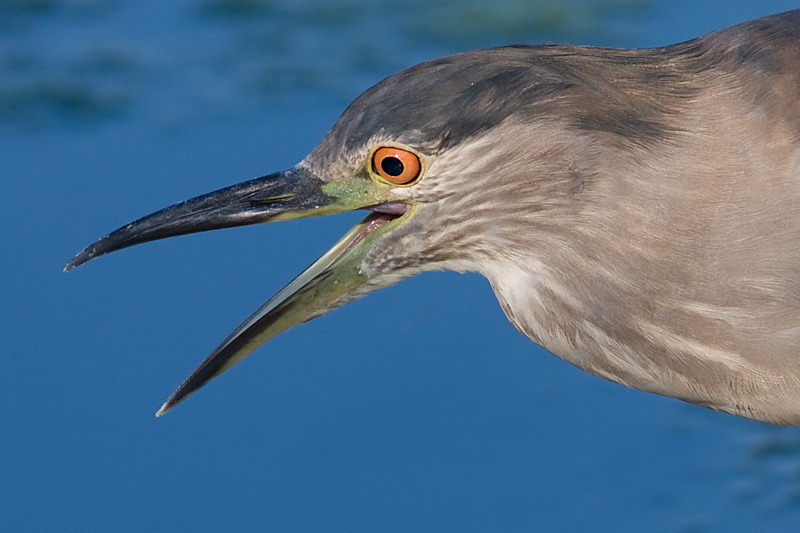 immature black-crowned night heron 361