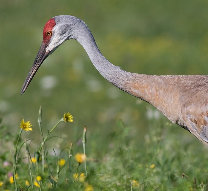 sandhill crane 10