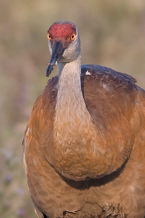 sandhill crane 46