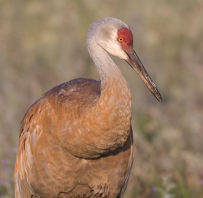 sandhill crane 52
