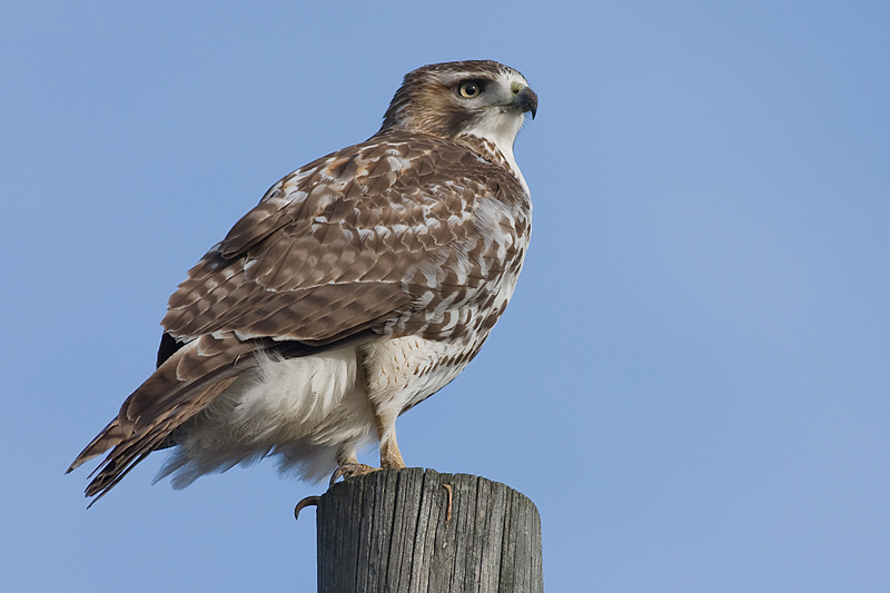 red-tailed hawk 95