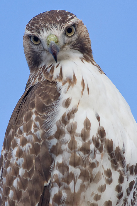 red-tailed hawk 124