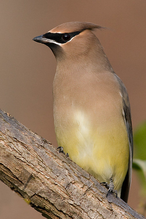 cedar waxwing 65