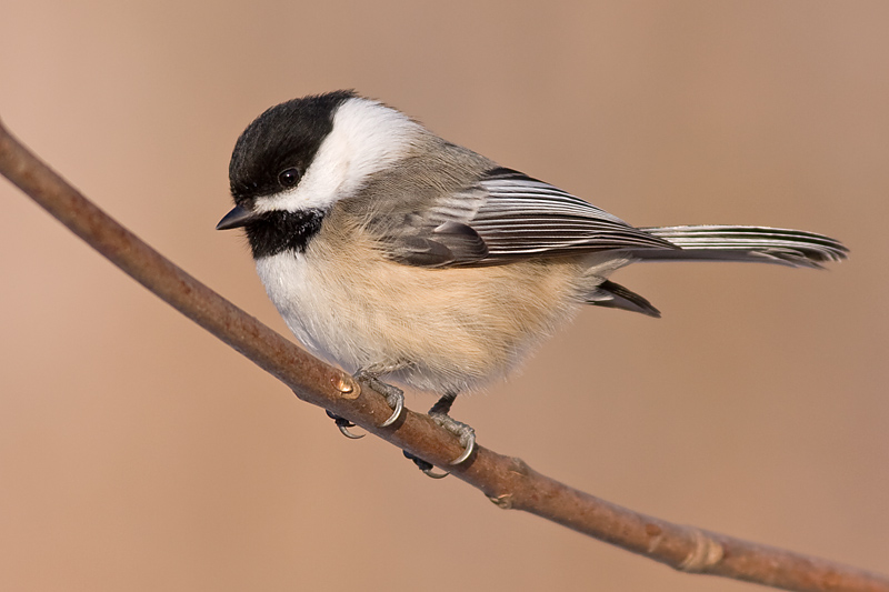chickadee 526