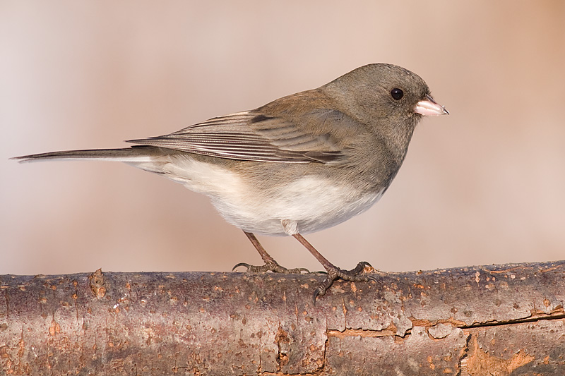 junco 190